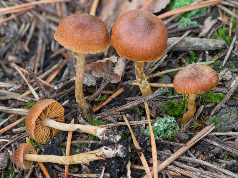 Cortinarius bayeri